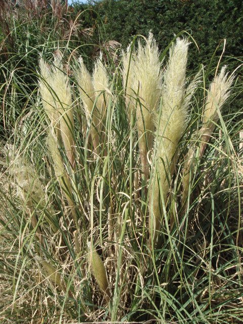 Cortaderia selloana 'Pumila'